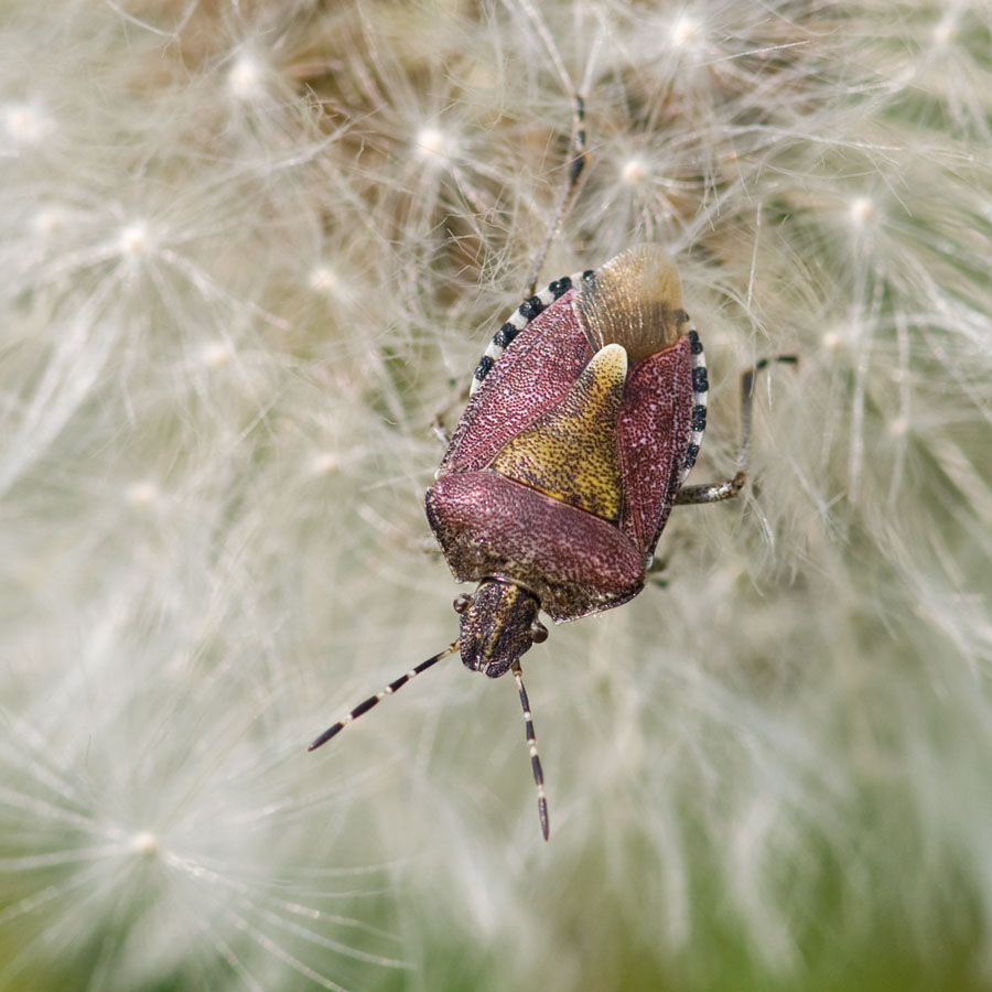 Elasmucha grisea